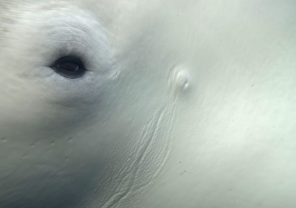 Ceux et celles qui écoutent les baleines