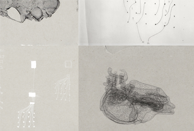 provisional states (Vertebrata)
