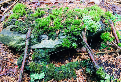 Permaculture (titre refusé)