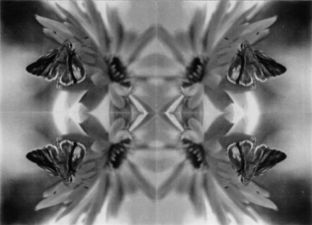 Fleurs secrètes